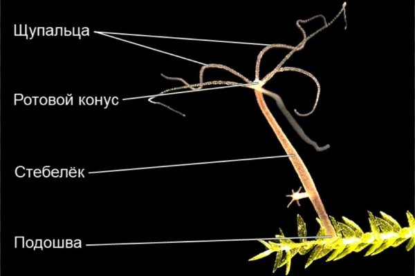 Что такое кракен сайт